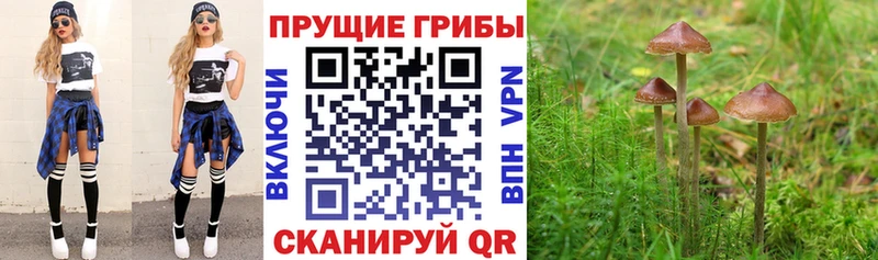 Купить где  Нижний Тагил  Псилоцибиновые грибы ЛСД 